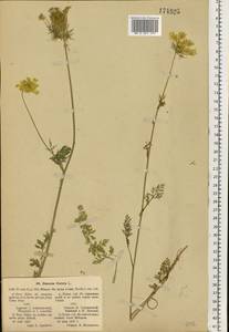 Daucus carota L., Eastern Europe, North-Western region (E2) (Russia)