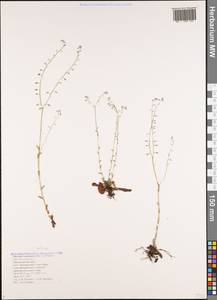 Myosotis ramosissima Rochel, Caucasus, Black Sea Shore (from Novorossiysk to Adler) (K3) (Russia)
