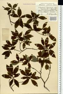 Rhododendron pentandrum (Maxim.) Craven, Siberia, Russian Far East (S6) (Russia)
