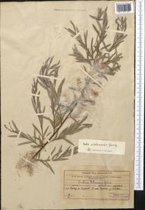 Salix capusii Franch., Middle Asia, Western Tian Shan & Karatau (M3) (Uzbekistan)