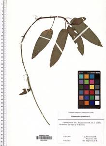 Potamogeton gramineus L., Eastern Europe, Eastern region (E10) (Russia)