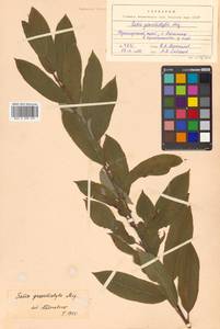 Salix gracilistyla Miq., Siberia, Russian Far East (S6) (Russia)
