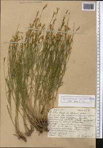 Cylindrocarpa sewerzowii (Regel) Regel, Middle Asia, Western Tian Shan & Karatau (M3) (Kazakhstan)