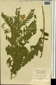 Sophora alopecuroides L., South Asia, South Asia (Asia outside ex-Soviet states and Mongolia) (ASIA) (China)