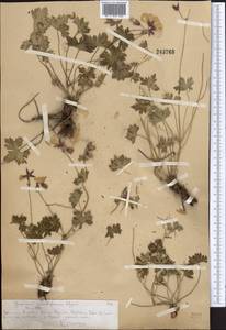 Geranium himalayense Klotzsch in Klotzsch & Garcke, Middle Asia, Northern & Central Tian Shan (M4) (Kazakhstan)