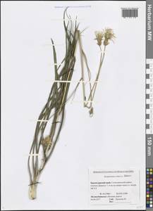 Pseudopodospermum tauricum (M. Bieb.) Vasjukov & Saksonov, Caucasus, Black Sea Shore (from Novorossiysk to Adler) (K3) (Russia)