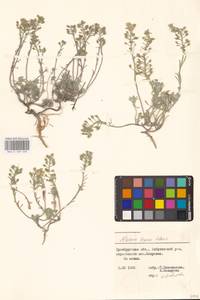 Alyssum lenense Adams, Eastern Europe, Eastern region (E10) (Russia)
