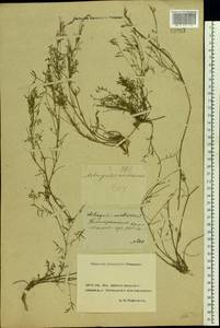Astragalus austriacus Jacq., Eastern Europe, Rostov Oblast (E12a) (Russia)