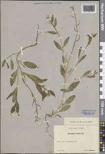 Chorispora tenella (Pall.) DC., Eastern Europe, Central forest-and-steppe region (E6) (Russia)