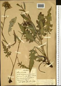 Saussurea recurvata (Maxim.) Lipsch., South Asia, South Asia (Asia outside ex-Soviet states and Mongolia) (ASIA) (China)