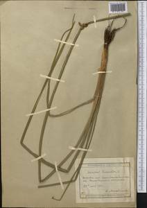 Schoenoplectus triqueter (L.) Palla, Middle Asia, Muyunkumy, Balkhash & Betpak-Dala (M9) (Kazakhstan)