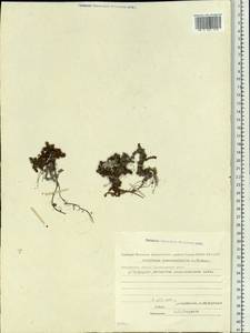 Saxifraga oppositifolia subsp. ajanica (Sipl.) V.N. Voroshilov, Siberia, Chukotka & Kamchatka (S7) (Russia)