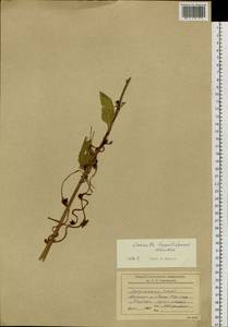 Cuscuta lupuliformis Krock., Siberia, Yakutia (S5) (Russia)