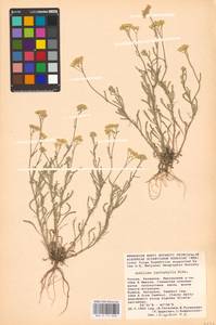 Achillea leptophylla M. Bieb., Eastern Europe, Lower Volga region (E9) (Russia)