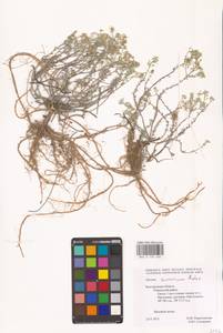 Odontarrhena tortuosa subsp. savranica (Andrz. ex Besser) Španiel, Al-Shehbaz & Marhold, Eastern Europe, Central forest-and-steppe region (E6) (Russia)