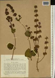 Salvia verticillata L., Eastern Europe, South Ukrainian region (E12) (Ukraine)