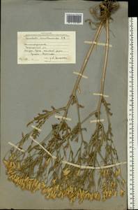 Klasea erucifolia (L.) Greuter & Wagenitz, Eastern Europe, Lower Volga region (E9) (Russia)