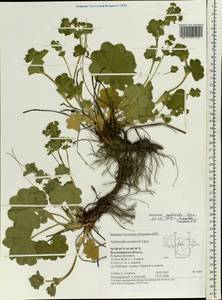 Alchemilla monticola Opiz, Eastern Europe, Central region (E4) (Russia)