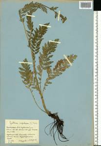 Tanacetum corymbosum subsp. corymbosum, Eastern Europe, Eastern region (E10) (Russia)