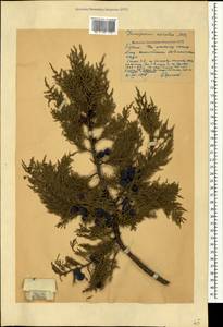 Juniperus excelsa M.Bieb., Crimea (KRYM) (Russia)