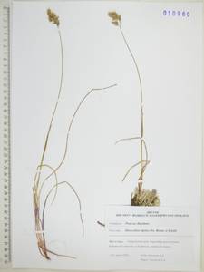 Anthoxanthum monticola (Bigelow) Veldkamp, Siberia, Russian Far East (S6) (Russia)