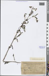 Jacobaea erucifolia subsp. erucifolia, Eastern Europe, Lower Volga region (E9) (Russia)