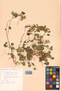 Chrysosplenium alternifolium L., Siberia, Russian Far East (S6) (Russia)