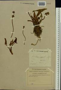 Sagittaria sagittifolia L., Eastern Europe, Central forest-and-steppe region (E6) (Russia)