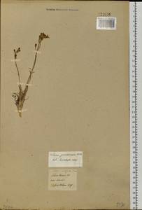 Silene jeniseensis Willd., Siberia, Baikal & Transbaikal region (S4) (Russia)