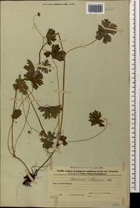 Geranium albanum M. Bieb., Caucasus, Azerbaijan (K6) (Azerbaijan)