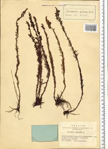 Veronica spicata L., Siberia, Altai & Sayany Mountains (S2) (Russia)