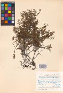 Kalmia procumbens (L.) Gift, Kron & P. F. Stevens, Eastern Europe, Northern region (E1) (Russia)