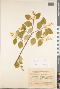 Philadelphus hirsutus Nutt., Eastern Europe, Moscow region (E4a) (Russia)