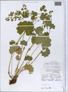Alchemilla nemoralis Alechin, Eastern Europe, Lower Volga region (E9) (Russia)