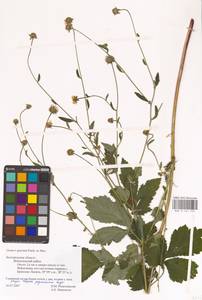 Geum × spurium C. A. Mey., Eastern Europe, Central forest-and-steppe region (E6) (Russia)