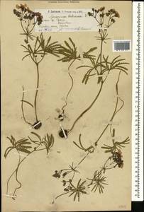 Geranium tuberosum L., Caucasus, Armenia (K5) (Armenia)