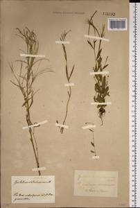 Epilobium palustre L., Siberia, Baikal & Transbaikal region (S4) (Russia)