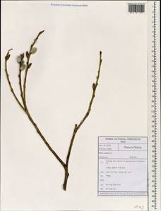 Salix capusii Franch., South Asia, South Asia (Asia outside ex-Soviet states and Mongolia) (ASIA) (South Korea)