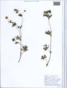 Potentilla thuringiaca Bernh. ex Link, Caucasus, Black Sea Shore (from Novorossiysk to Adler) (K3) (Russia)