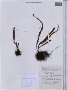 Grammitis deplanchei (Bak.) Copel., Australia & Oceania (AUSTR) (New Caledonia)