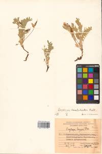 Oxytropis kamtschatica Hultén, Siberia, Chukotka & Kamchatka (S7) (Russia)