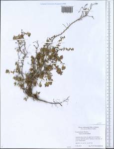 Thymus dubjanskyi Klokov & Des.-Shost., Eastern Europe, Middle Volga region (E8) (Russia)