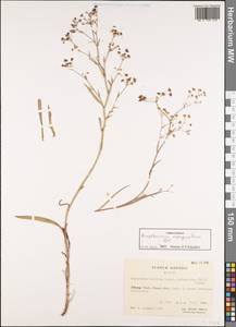 Bupleurum marginatum Wall. ex DC., South Asia, South Asia (Asia outside ex-Soviet states and Mongolia) (ASIA) (China)