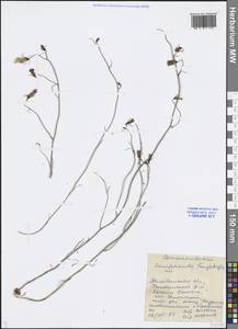 Campanula langsdorffiana (A.DC.) Fisch. ex Trautv. & C.A.Mey., Siberia, Chukotka & Kamchatka (S7) (Russia)