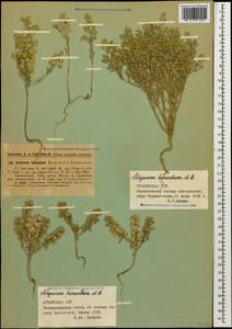 Alyssum hirsutum M.Bieb., Caucasus, Armenia (K5) (Armenia)
