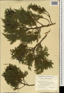 Juniperus excelsa M.-Bieb., Caucasus, Black Sea Shore (from Novorossiysk to Adler) (K3) (Russia)