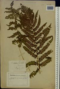 Dryopteris filix-mas (L.) Schott, Eastern Europe, Central forest-and-steppe region (E6) (Russia)