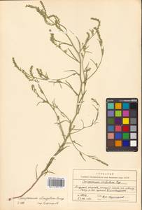 Corispermum elongatum Bunge, Siberia, Russian Far East (S6) (Russia)