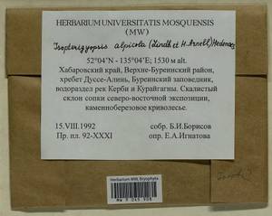 Isopterygiella alpicola (Lindb.) Ignatov & Ignatova, Bryophytes, Bryophytes - Russian Far East (excl. Chukotka & Kamchatka) (B20) (Russia)