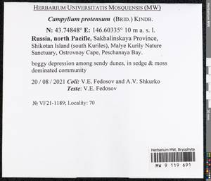 Campylium protensum (Brid.) Kindb., Bryophytes, Bryophytes - Russian Far East (excl. Chukotka & Kamchatka) (B20) (Russia)